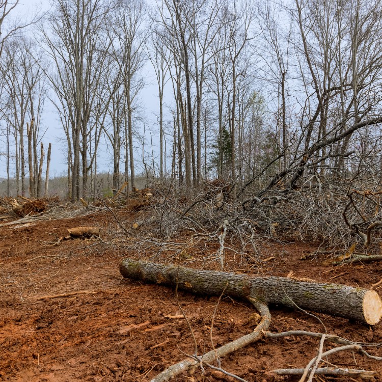 Land Clearing and Excavation in Livingston, TX